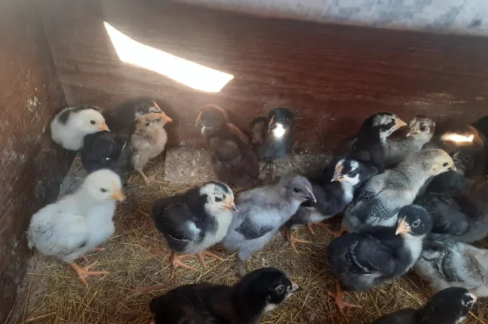 Курчата домашній мясо- яєчний крос Домінанта- фото № 4