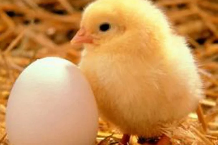 Продаж підрощених та добових курчат- фото № 1