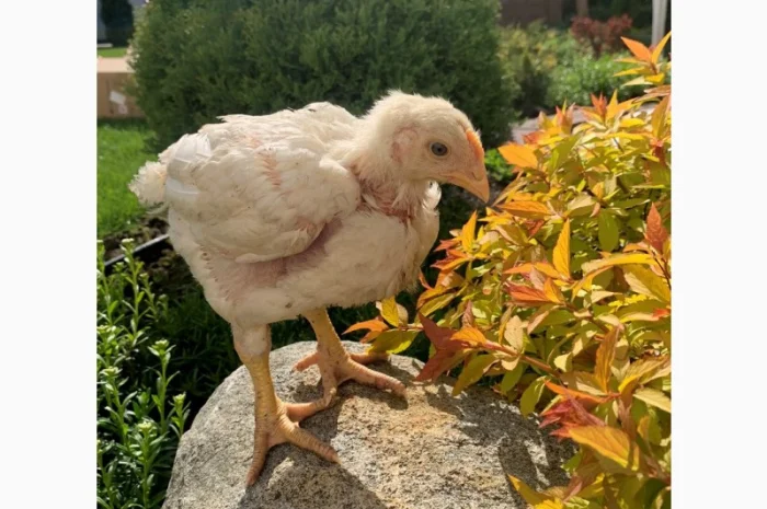 Продаж підрощених та добових курчат- фото № 2