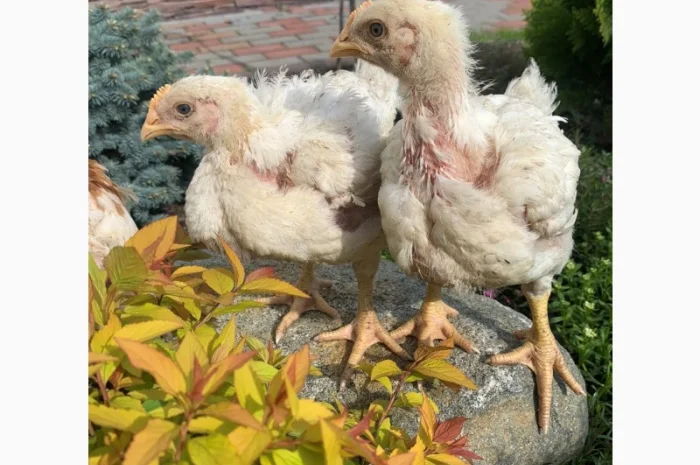 Продаж підрощених та добових курчат- фото № 3