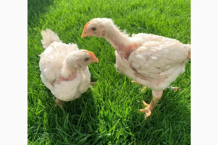 Продаж підрощених та добових курчат- фото № 4