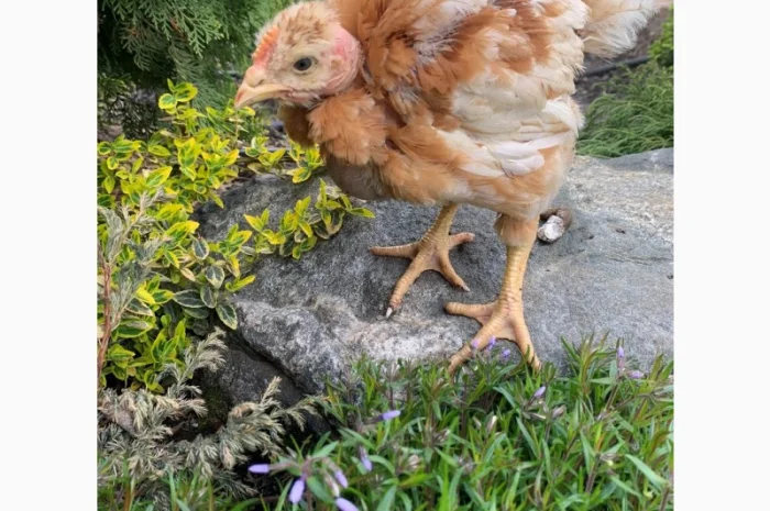 Продаж підрощених та добових курчат- фото № 5