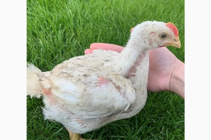 Продаж підрощених та добових курчат- фото № 6