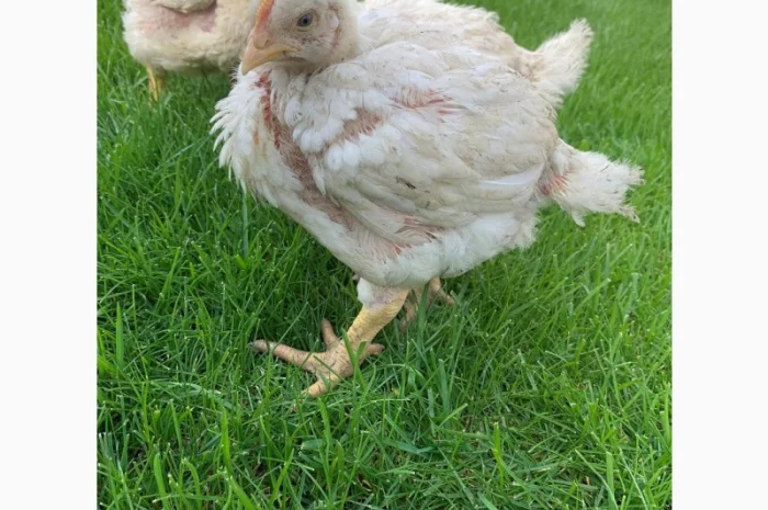 Продаж підрощених та добових курчат- фото № 7