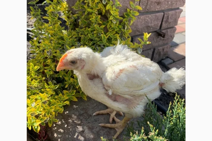 Продаж підрощених та добових курчат- фото № 8