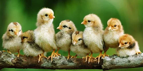 Реалізую молодняк свійської птиці від 1 до7 днів- фото № 1