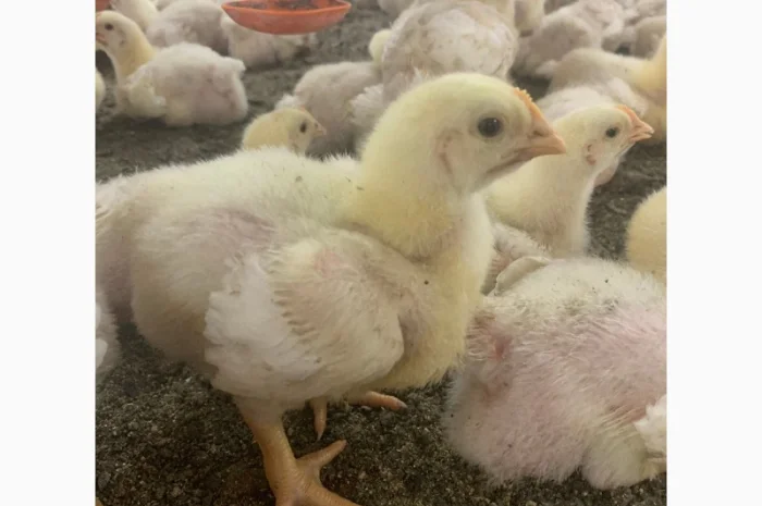 Продам цыплят бройлера Росс-308- фото № 1