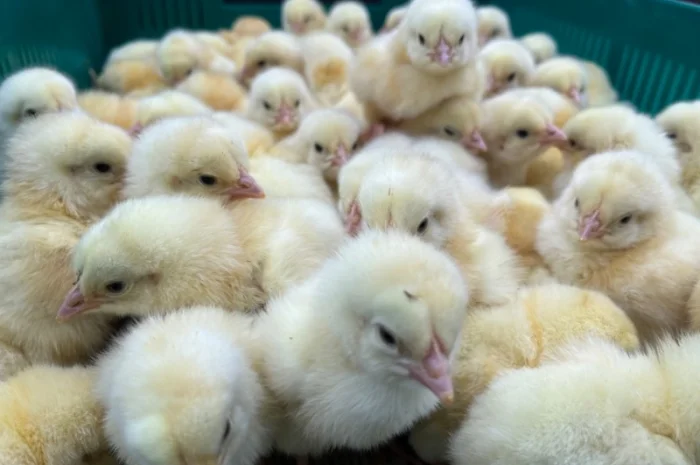Курчата бройлер кобб 500- фото № 1