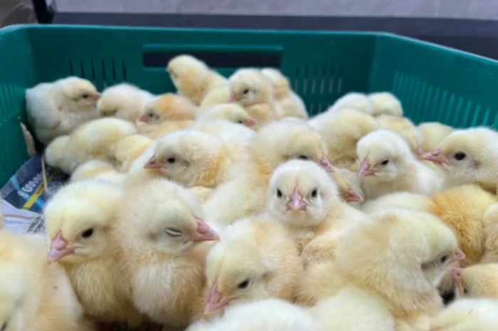 Курчата бройлер кобб 500- фото № 2