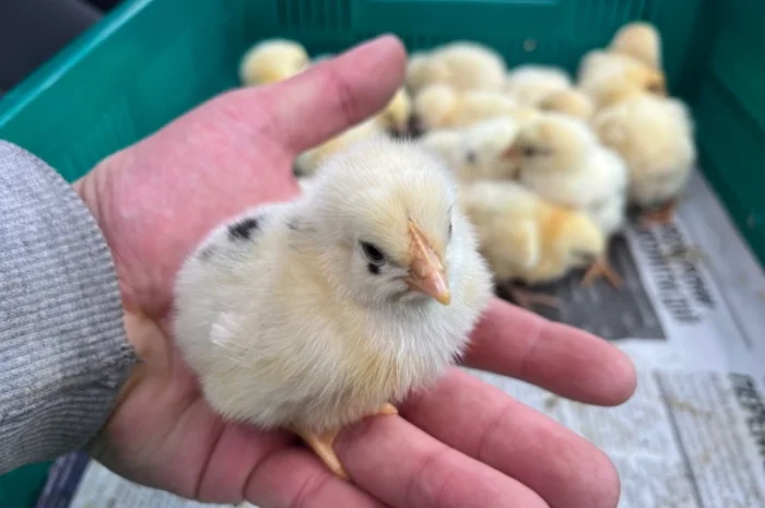 Добові курчата бройлер кобб 500- фото № 1