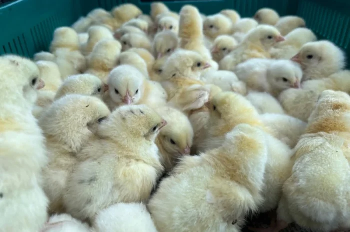 Добові курчата бройлер кобб 500- фото № 5