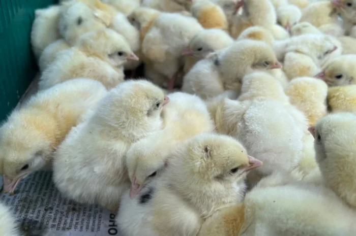 Добові курчата бройлер кобб 500- фото № 6
