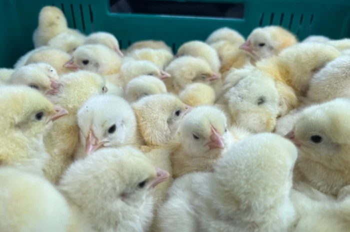 У продажу добові курчата бройлер кобб 500- фото № 3