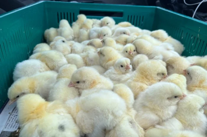 У продажу добові курчата бройлер кобб 500- фото № 4