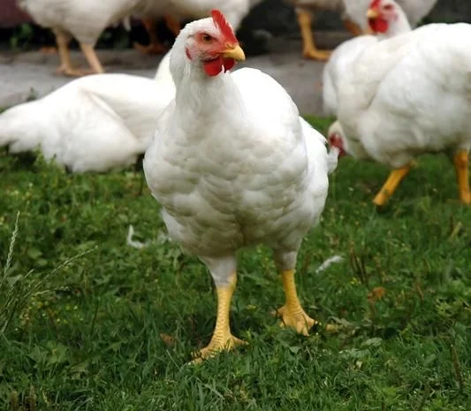 Добовий бройлер суточні курчата- фото № 2