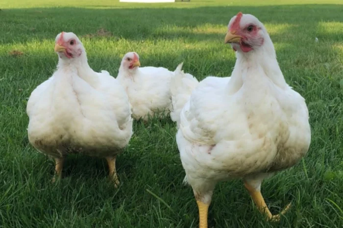 Добовий бройлер суточні курчата- фото № 3