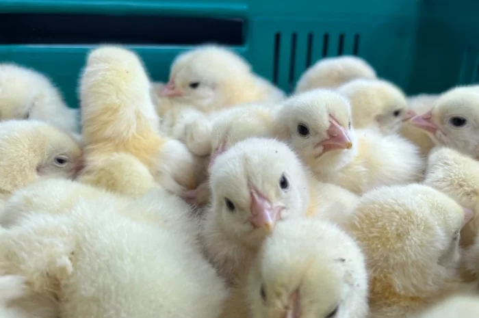 Добовий бройлер суточні курчата- фото № 4