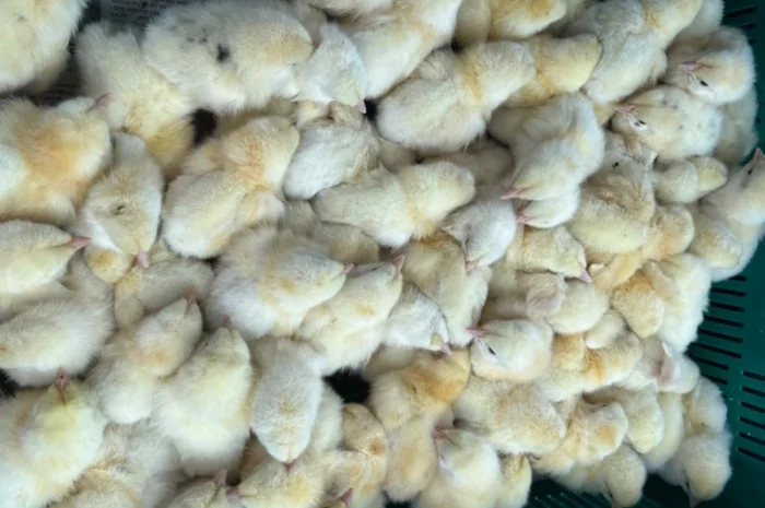 Добовий бройлер суточні курчата- фото № 5