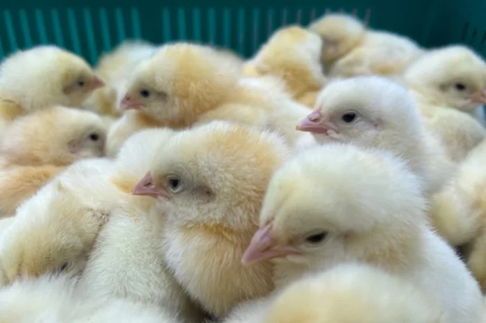 Добові курчата бройлер суточний кобб 500- фото № 1