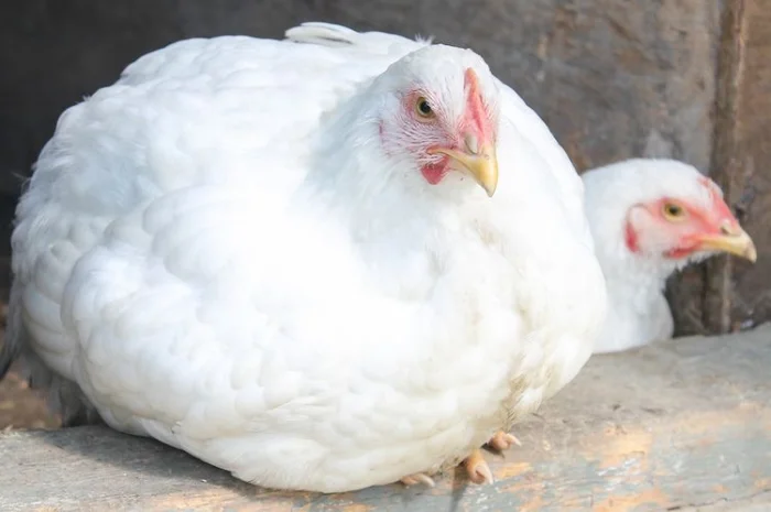 Добові курчата бройлер суточний кобб 500- фото № 2