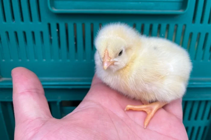 Добові курчата бройлер суточний кобб 500- фото № 4