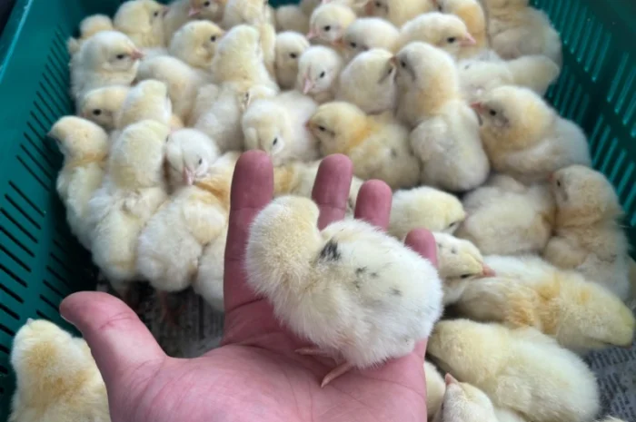 Бройлер кобб 500 курчата добові- фото № 1