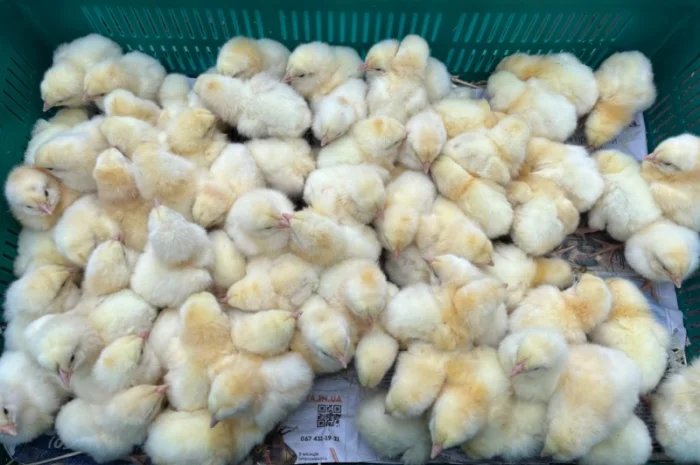 Бройлер кобб 500 курчата добові- фото № 2