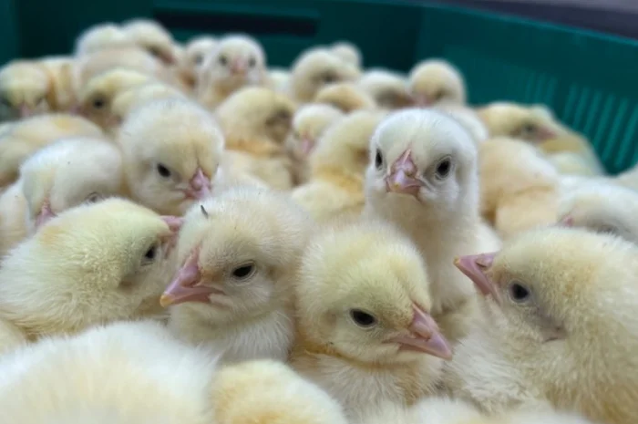 Курчата добові бройлер- фото № 1