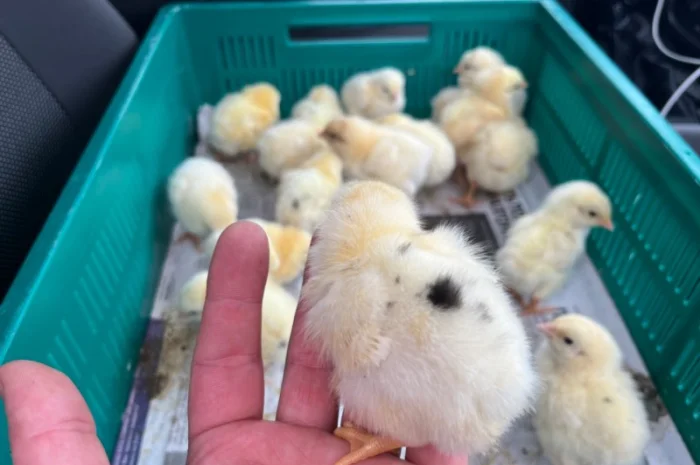 Курчата добові бройлер- фото № 4