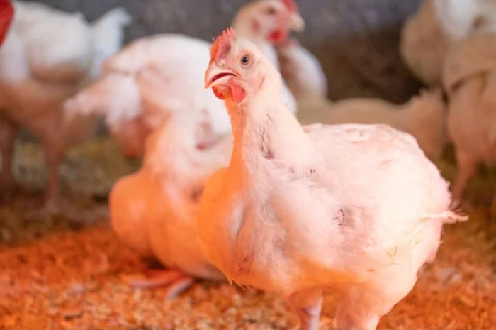 Якісні курчата бройлер суточний- фото № 2