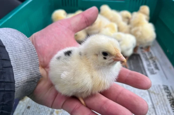 Реалізація добових курчат бройлерів кобб 500- фото № 1