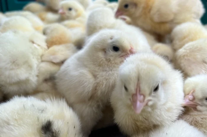 Реалізація добових курчат бройлерів кобб 500- фото № 2