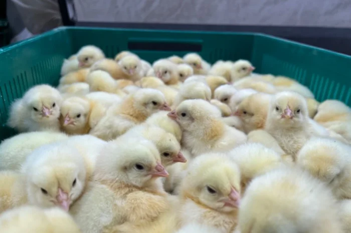 Курчата мʼясної породи бройлер кобб 500- фото № 1