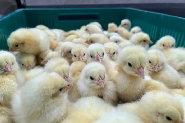 Курчата мʼясної породи бройлер кобб 500- фото № 2