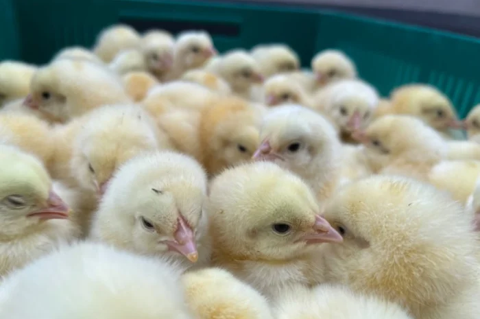 Курчата мʼясної породи бройлер кобб 500- фото № 3