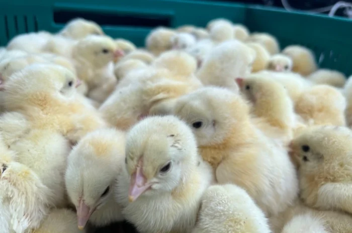 Продаж добового бройлера- фото № 1