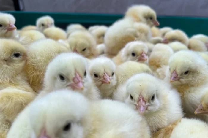 Добовий молодняк бройлера кобб 500- фото № 2