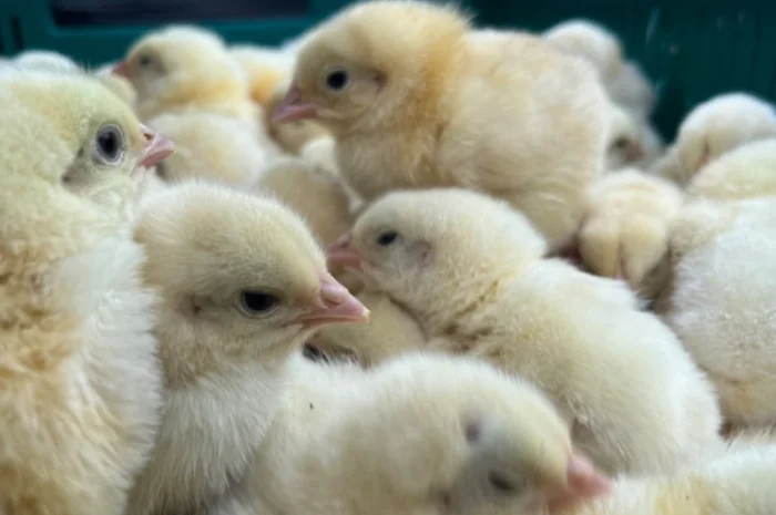 Реалізовуємо добові курчата бройлера- фото № 3