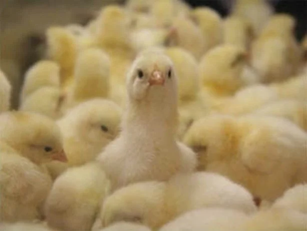 Продам цыплят Редбро, Мастер Грей и другие- фото № 2