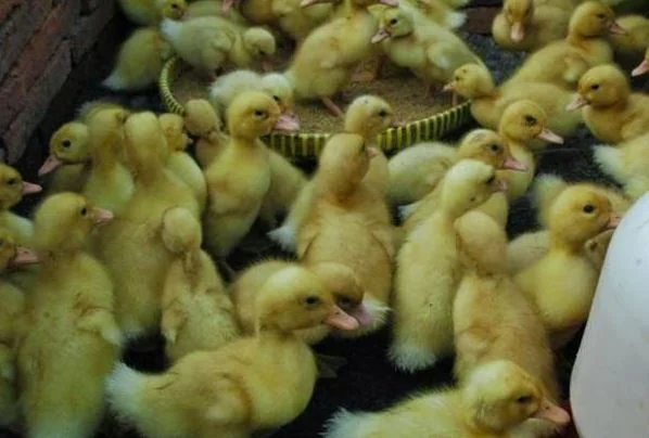 Продам цыплят Редбро, Мастер Грей и другие- фото № 3