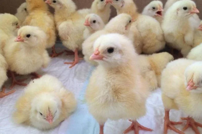 Продам бройлера, цыплят, утят- фото № 1