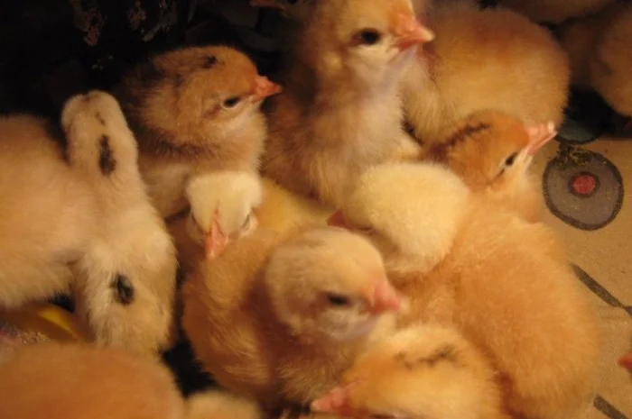 Продам бройлера, цыплят, утят- фото № 2