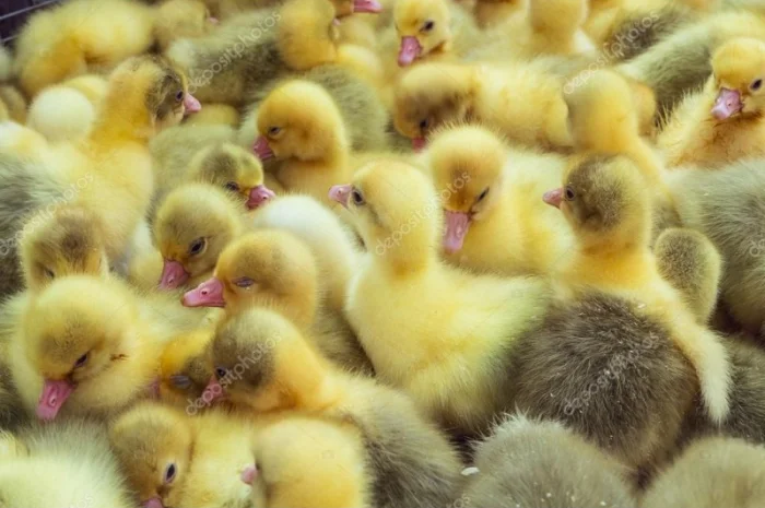 Продам бройлера, цыплят, утят- фото № 4