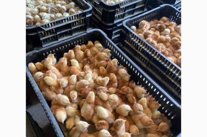 Курчата оптом- фото № 1