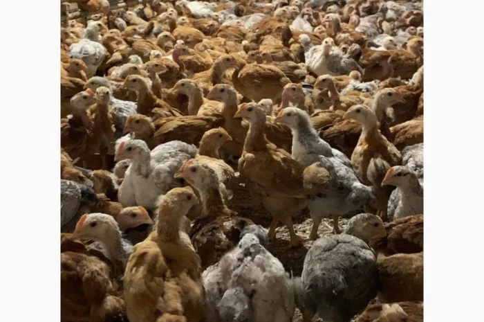 Курчата оптом- фото № 3