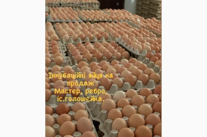 Курчата оптом- фото № 4