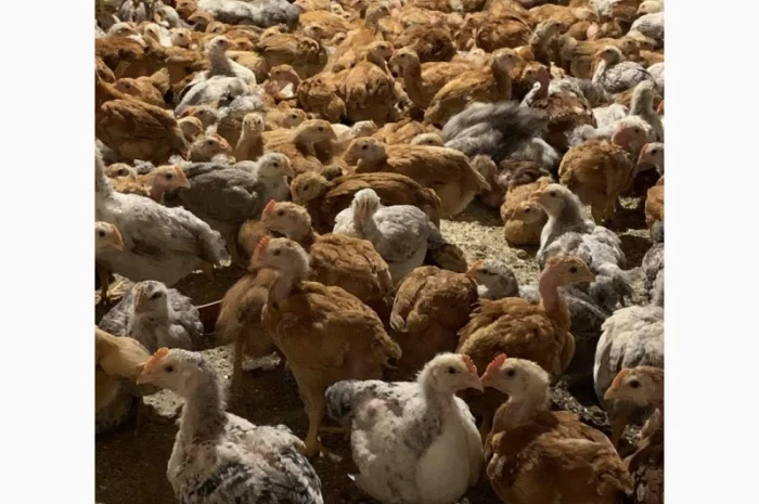 Курчата оптом- фото № 5