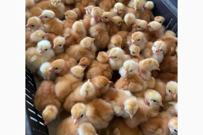 Курчата оптом- фото № 6