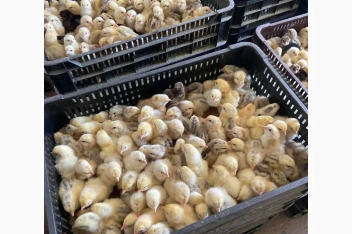 Курчата оптом- фото № 7