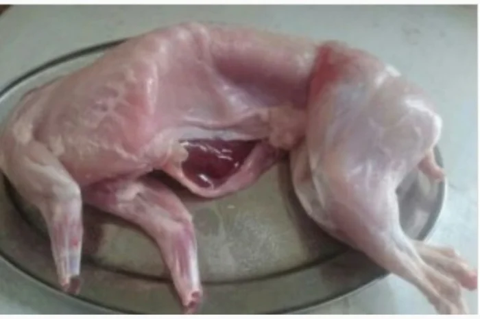 Продам домашню крольчатину- фото № 1